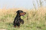 DOBERMANN 047